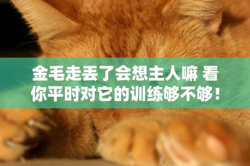 金毛走丟了會想主人嘛 看你平時對它的訓練夠不夠！