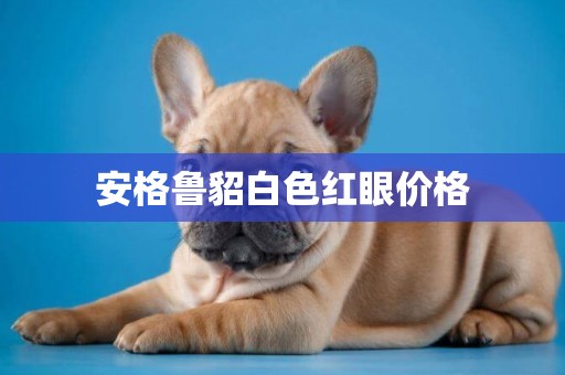 安格魯貂白色紅眼價格