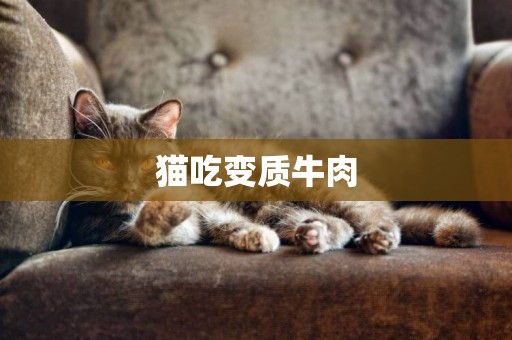 貓吃變質牛肉