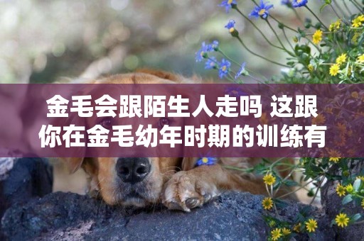 金毛會跟陌生人走嗎 這跟你在金毛幼年時期的訓練有關系！