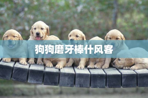 狗狗磨牙棒什風客