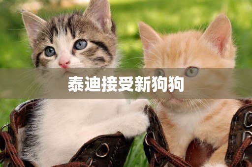 泰迪接受新狗狗