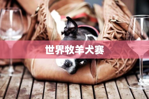 世界牧羊犬賽