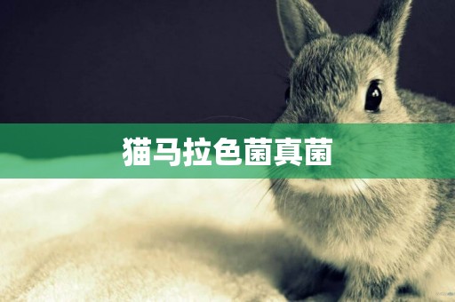 貓馬拉色菌真菌