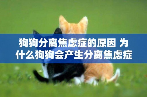 狗狗分離焦慮癥的原因 為什么狗狗會產生分離焦慮癥