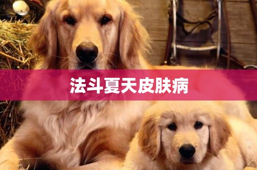 法斗夏天皮膚病