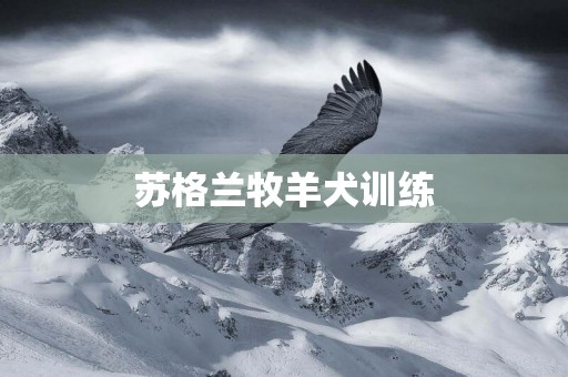 蘇格蘭牧羊犬訓練