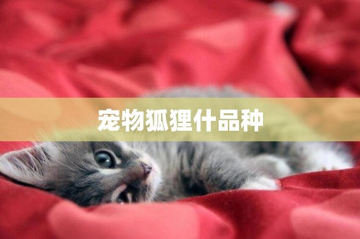 寵物狐貍什品種