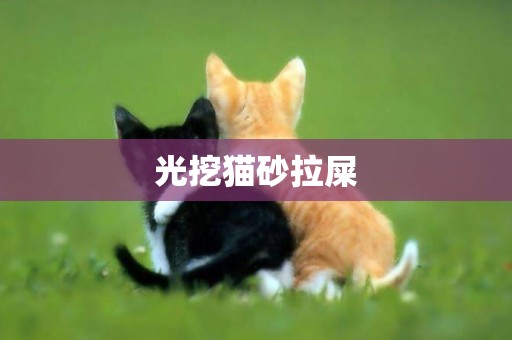 光挖貓砂拉屎
