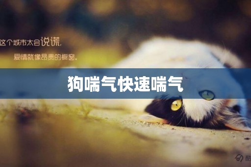 狗喘氣快速喘氣