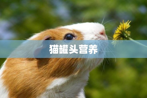貓罐頭營養
