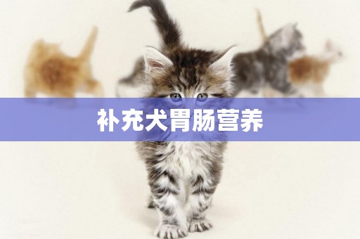 補充犬胃腸營養