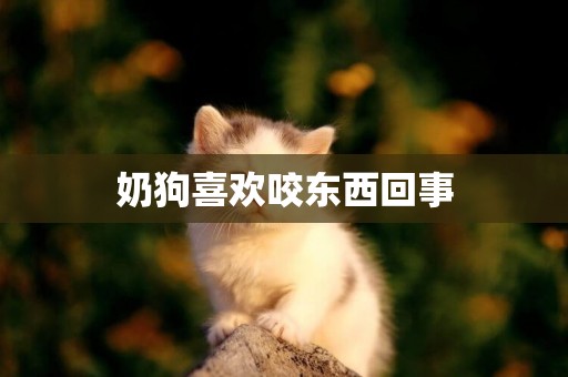奶狗喜歡咬東西回事