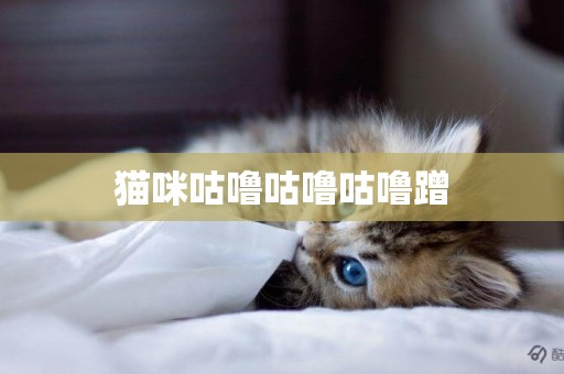 貓咪咕嚕咕嚕咕嚕蹭