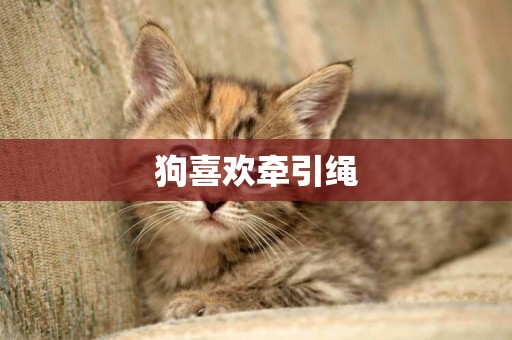 狗喜歡牽引繩