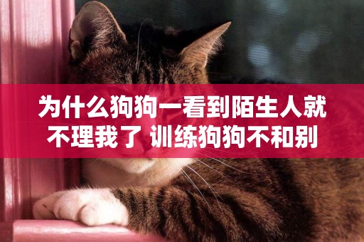 為什么狗狗一看到陌生人就不理我了 訓練狗狗不和別人走