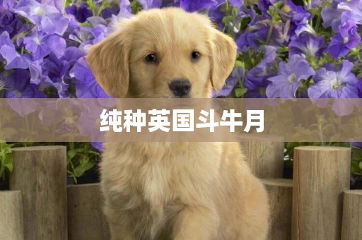 純種英國斗牛月