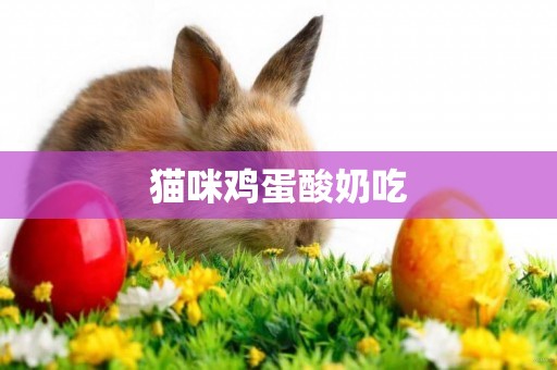 貓咪雞蛋酸奶吃