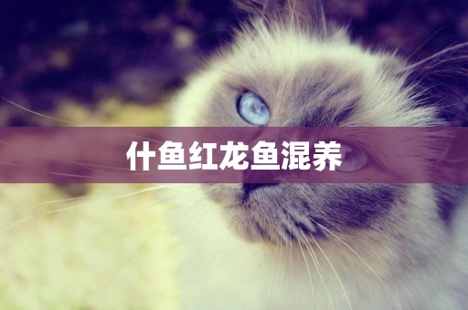 什魚紅龍魚混養