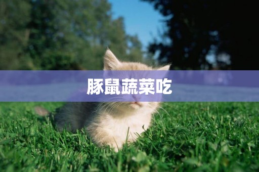 豚鼠蔬菜吃