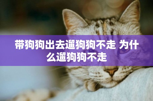 帶狗狗出去遛狗狗不走 為什么遛狗狗不走