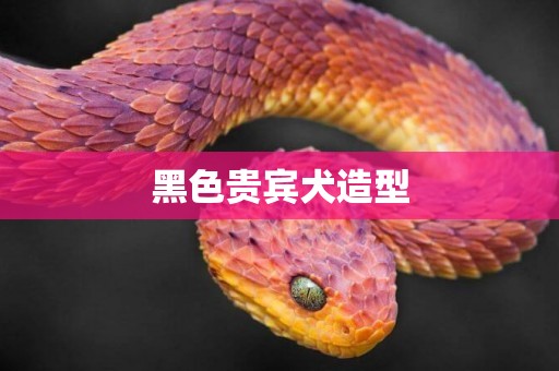 黑色貴賓犬造型