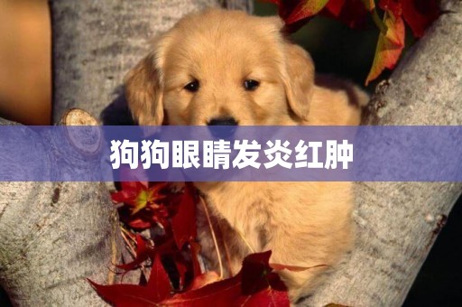 狗狗眼睛發炎紅腫