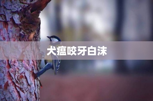 犬瘟咬牙白沫