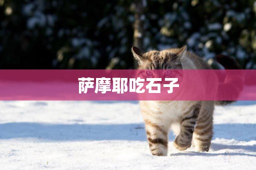 薩摩耶吃石子