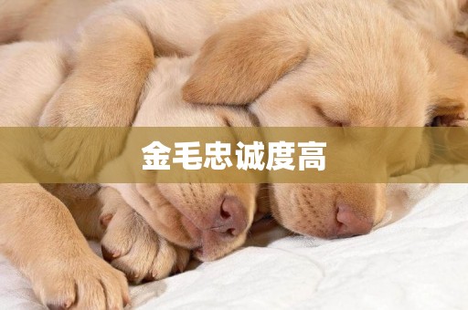 金毛忠誠度高
