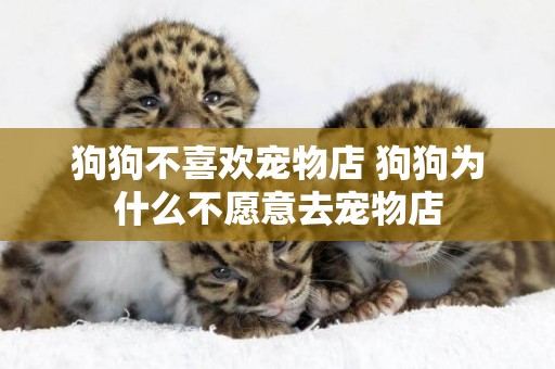 狗狗不喜歡寵物店 狗狗為什么不愿意去寵物店
