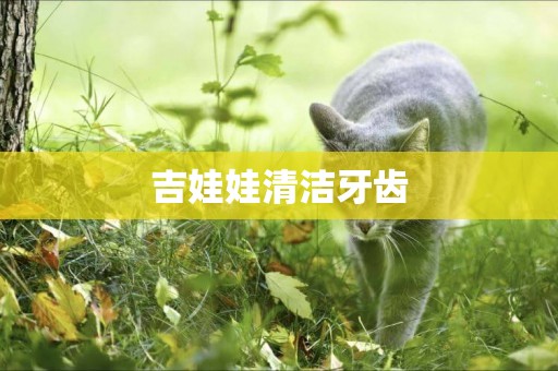 吉娃娃清潔牙齒
