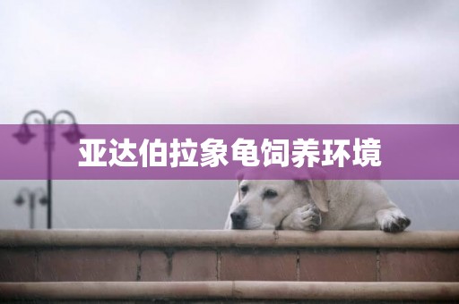 亞達伯拉象龜飼養環境