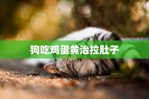 狗吃雞蛋黃治拉肚子