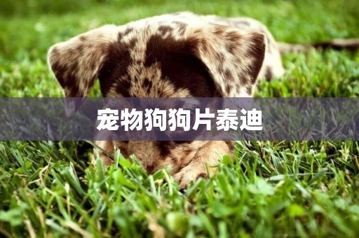 寵物狗狗片泰迪