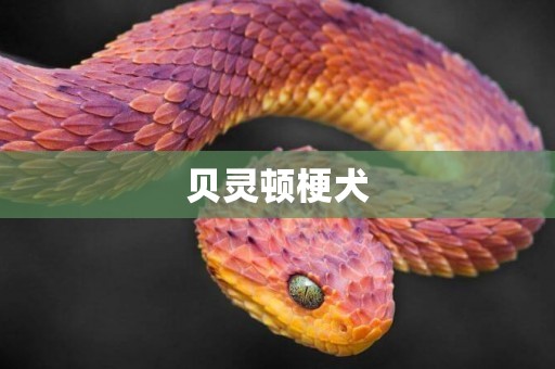 貝靈頓梗犬