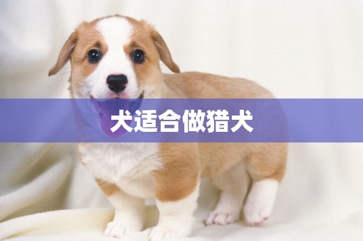犬適合做獵犬