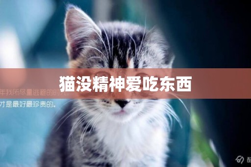貓沒精神愛吃東西