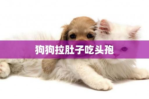 狗狗拉肚子吃頭孢