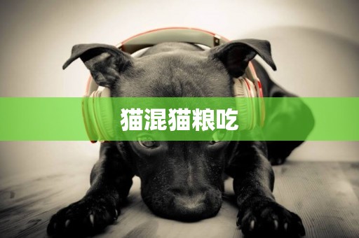貓混貓糧吃