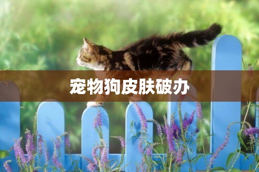 寵物狗皮膚破辦