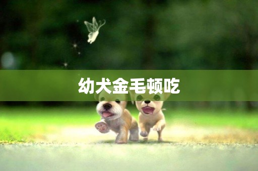 幼犬金毛頓吃