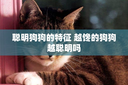 聰明狗狗的特征 越饞的狗狗越聰明嗎