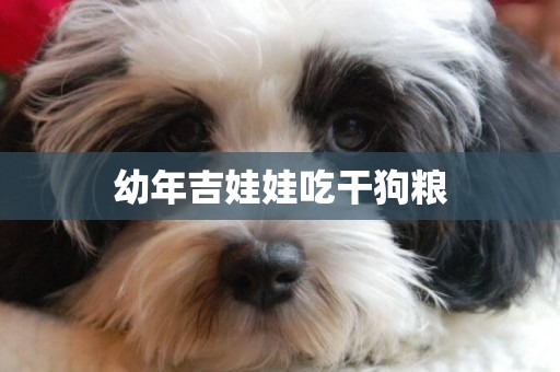 幼年吉娃娃吃干狗糧