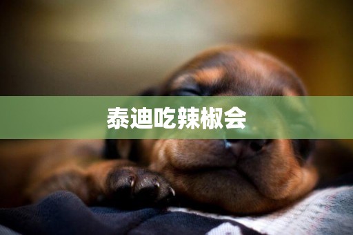 泰迪吃辣椒會