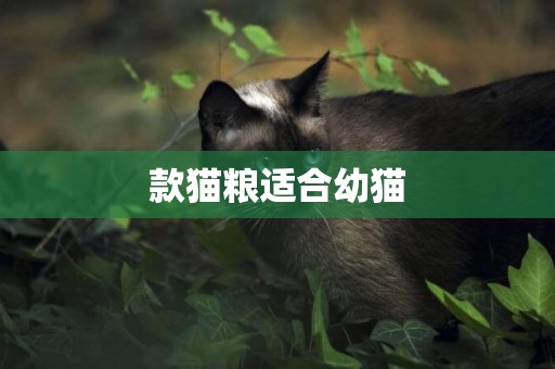 款貓糧適合幼貓