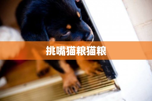挑嘴貓糧貓糧