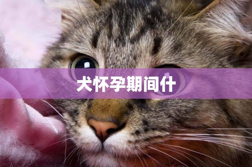 犬懷孕期間什