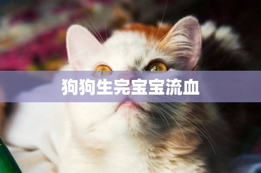 狗狗生完寶寶流血