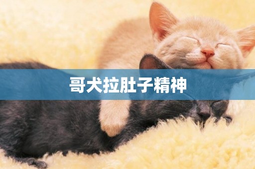 哥犬拉肚子精神